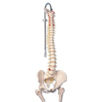 Klassische flexible Wirbelsäule mit Oberschenkelstümpfen