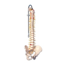 Flexible Luxus-Wirbelsäule Flexible Luxus-Wirbelsäule