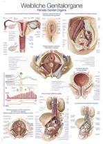 Lehrtafel Weibliches Genital, 70x100cm
