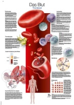 Lehrtafel Das Blut, 70x100cm