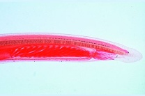 Mikropräparat - Branchiostoma lanceolatum (Amphioxus), Lanzettfischchen, Totalpräparat