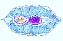 Mikropräparat - Branchiostoma, Darmregion quer