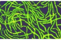 Mikropräparat - Anabaena oder Oscillatoria, Färbung des Kernaequivalents