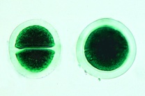 Mikropräparat - Chroococcus, einzellige Blaualgen