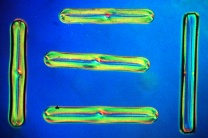 Mikropräparat - Diatomeen, Süßwasser fossil. Streupräparat Mikropräparat - Diatomeen, Süßwasser fossil. Streupräparat