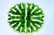 Mikropräparat - Micrasterias, Zieralge