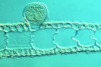 Mikropräparat - Dictyota dichotoma, Thallus mit Antheridienstand, Schnitt
