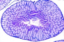 Mikropräparat - Rana, Eileiter quer, (Müllerscher Gang)