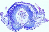 Mikropräparat - Nereis, Körpermitte, quer