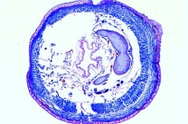 Mikropräparat - Lumbricus, Gehirnganglionregion quer
