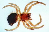 Mikropräparat - Spinne, junges Tier, total Mikropräparat - Spinne, junges Tier, total