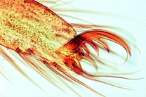 Mikropräparat - Spinne, Bein mit Spinnkamm, total