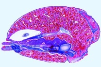 Mikropräparat - Spinne, Abdomen längs Mikropräparat - Spinne, Abdomen längs