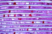Mikropräparat - Spinne, Abdomen längs, mit Tracheenlunge