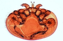 Mikropräparat - Varroa, Brutmilbe der Bienen, total Mikropräparat - Varroa, Brutmilbe der Bienen, total