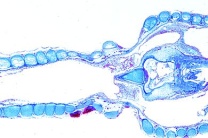 Mikropräparat - Syrinx vom Singvogel,längs