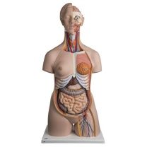 Zweigeschlechtiger Luxus-Torso, mit Kopf, 24teilig Zweigeschlechtiger Luxus-Torso, mit Kopf, 24teilig