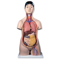 Japanischer zweigeschlechtiger Torso, 18-teilig Japanischer zweigeschlechtiger Torso, 18-teilig