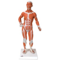 Muskelfigur, 1/3 Größe, 2-teilig