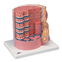 3B MICROanatomy™ Muskelfaser