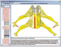 Nervensystem und Informationsübertragung Teil I, Interaktive CD-ROM