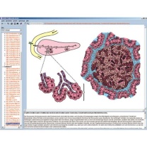 Hormone, Hormonsysteme und Steuerung, Interaktive CD-ROM