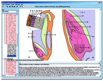 Mendelsche Gesetze, Modifikation und Mutation, Interaktive CD-ROM