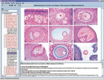 Histologie des Menschen und der Säugetiere: Interaktive CD-ROM