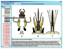 Die Welt der Insekten (neue und erweiterte Version V2.0), Interaktive CD-ROM