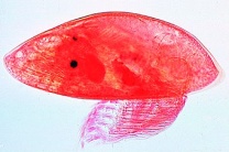 Mikropräparat - Balanus balanoides, Seepocke, Naupliuslarven