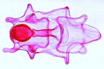 Mikropräparat - Asterias, Bipinnaria-Larve