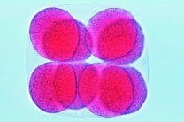 Mikropräparat - Psammechinus, Sechzehn-Zellen-Stadium Mikropräparat - Psammechinus, Sechzehn-Zellen-Stadium