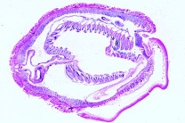 Mikropräparat - Balanoglossus, Kiemenregion quer *