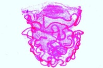 Mikropräparat - Balanoglossus, Tornaria-Larve *