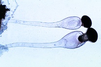 Mikropräparat - Pilobolus, Sporangienträger mit Schleudermechanismus * Mikropräparat - Pilobolus, Sporangienträger mit Schleudermechanismus *