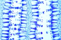 Mikropräparat - Coprinus, Hutpilz, Querschnitt durch den Fruchtkörper. Basidien und Entwicklung der Basidiosporen Mikropräparat - Coprinus, Hutpilz, Querschnitt durch den Fruchtkörper. Basidien und Entwicklung der Basidiosporen