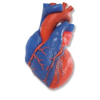 Herzmodell in Lebensgröße, 5-teilig mit Magnetverbindungen Herzmodell in Lebensgröße, 5-teilig mit Magnetverbindungen
