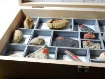 Schulsammlung Fossilien