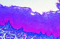 Mikropräparat - Mehrschichtiges, nicht verhorntes Plattenepithel im Schnitt