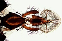 Mikropräparat - Musca domestica, Stubenfliege, Kopf mit Mundwerkzeugen (Saugrüssel), total