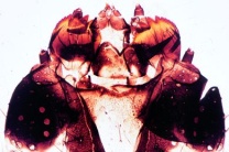 Mikropräparat - Pieris brassicae, Kopf und Mundwerkzeuge der Raupe, total