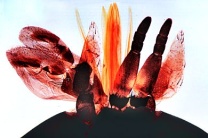 Mikropräparat - Tabanus, Bremse, stechend-saugende Mundwerkzeuge total Mikropräparat - Tabanus, Bremse, stechend-saugende Mundwerkzeuge total