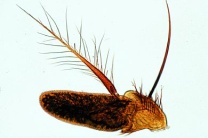 Mikropräparat - Musca domestica, Stubenfliege, Fühler total