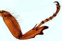 Mikropräparat - Melolontha, Maikäfer (oder anderer Blatthornkäfer) Grabbein