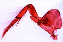 Mikropräparat - Wasserkäfer oder Wasserwanze, Schwimmbein