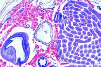 Mikropräparat - Apis mellifica, Drohne, Abdomen mit Hoden, quer