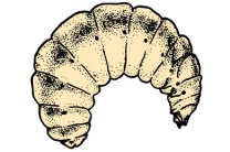 Mikropräparat - Larve der Honigbiene, Apis mellifica, sagittal längs Mikropräparat - Larve der Honigbiene, Apis mellifica, sagittal längs