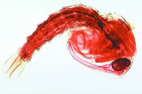 Mikropräparat - Anopheles, Puppe total Mikropräparat - Anopheles, Puppe total