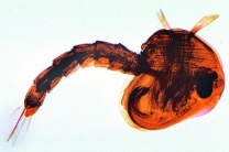 Mikropräparat - Culex pipiens, Puppe total