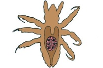 Mikropräparat - Pediculus humanus capitis, Nymphe total Mikropräparat - Pediculus humanus capitis, Nymphe total